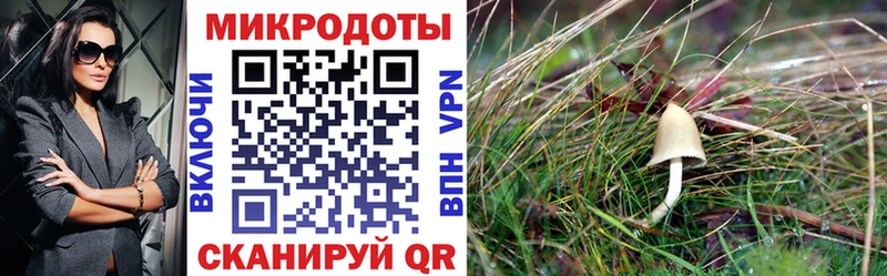 Псилоцибиновые грибы мицелий blacksprut как зайти Сосновый Бор наркота